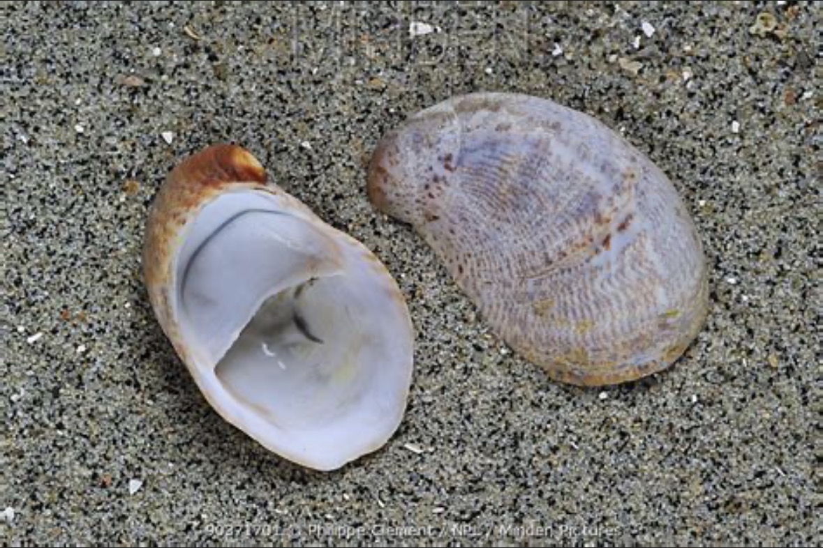 American Slipper Limpet